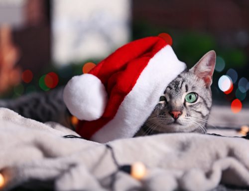 Holiday Hazards Ahead: Every Pet Owner Should Watch for These Dangers